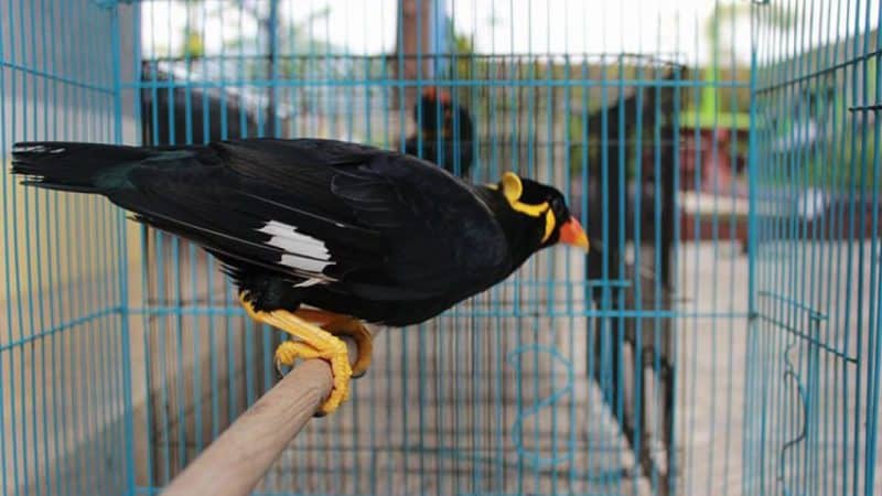 Contoh Teks Anekdot Pendidikan tentang Burung Beo
