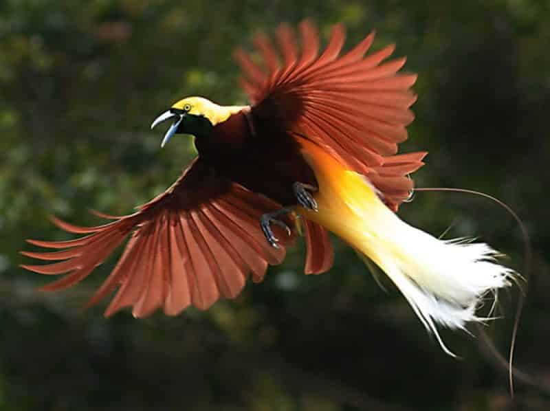 CERITA RAKYAT BURUNG CENDRAWASIH