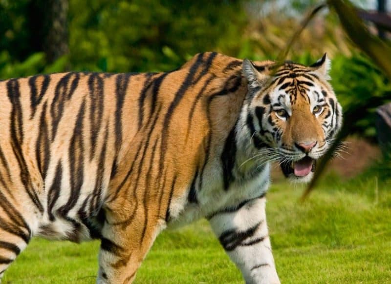 Contoh Teks Fabel Harimau Yang Bodoh