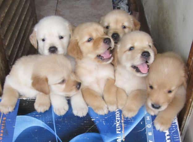 Anjing Golden : Karakteristik, Variasi Jenis, kelebihan, Harga (Lengkap) - Sekolahnesia