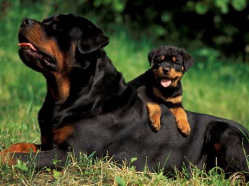 Boli ale articulațiilor în Rottweiler