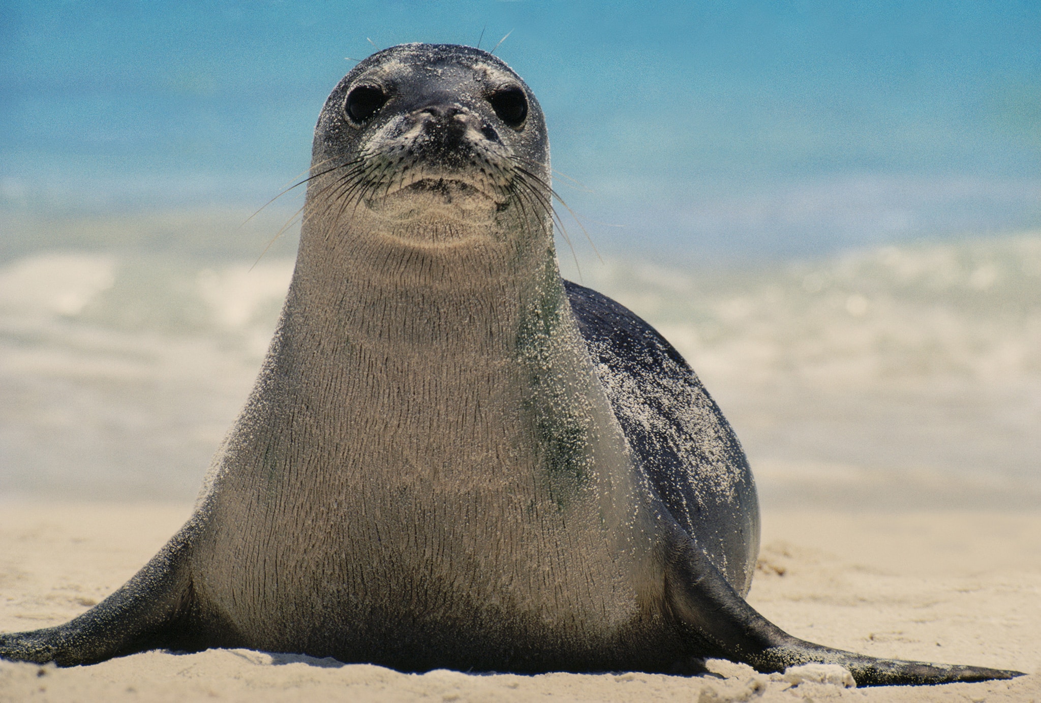 Hawaiian Monk Seal Hawaiian Monk Seal