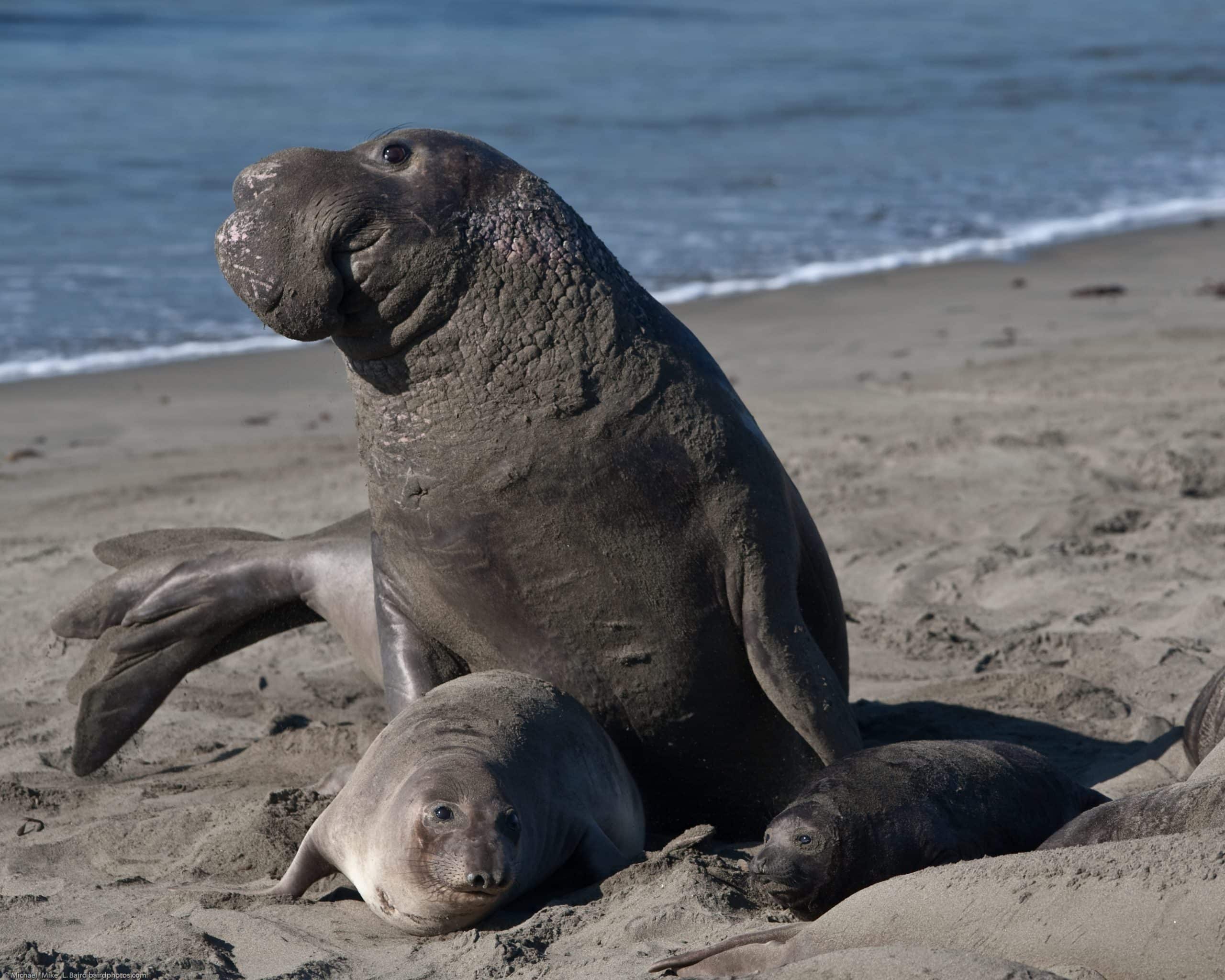 Northern Elephant Sea Northern Elephant Sea