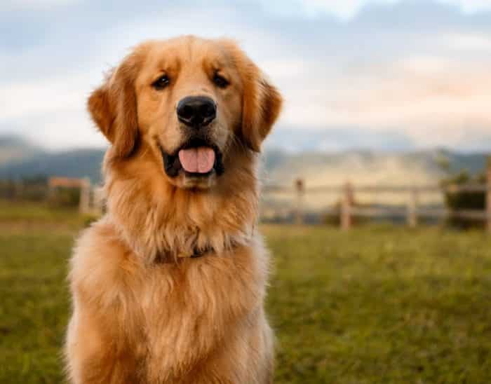 Anjing Golden : Karakteristik, Variasi Jenis, kelebihan, Harga (Lengkap) - Sekolahnesia