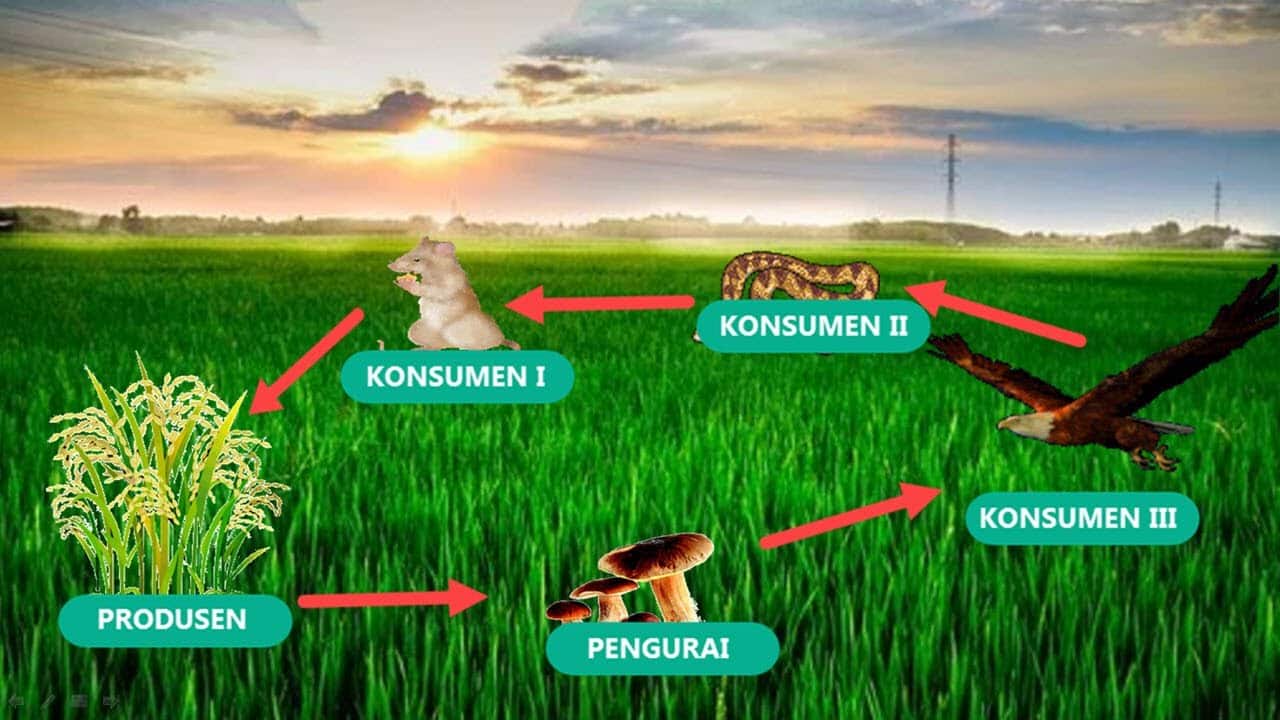 Pengertian Ekosistem Komponen Keanekaragaman Dll Terlengkap