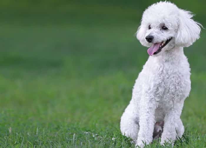 Anjing Pudel : Sejarah, Fungsi, Ciri, Harga Jual (Terlengkap) - Sekolahnesia