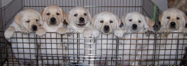 Hal-Hal yang Perlu Diperhatikan Sebelum Membeli Kandang Anjing Pudel Hal-Hal yang Perlu Diperhatikan Sebelum Membeli Kandang Anjing Pudel