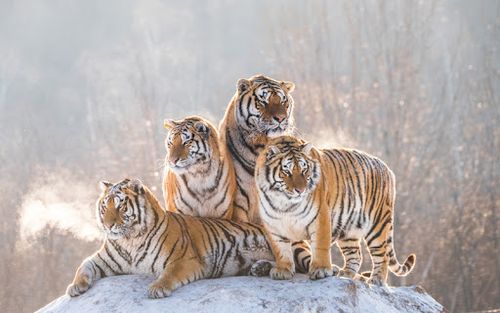 36 Hewan  Langka  Yang Hampir Punah Salam Lestari 