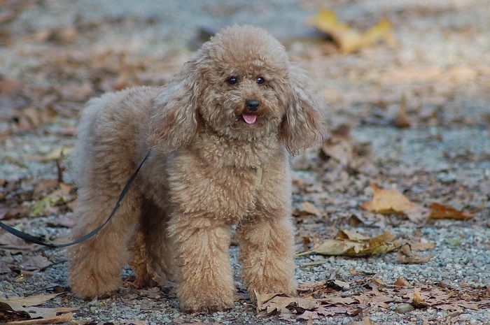 Jenis Anjing Pudel Jenis Anjing Pudel