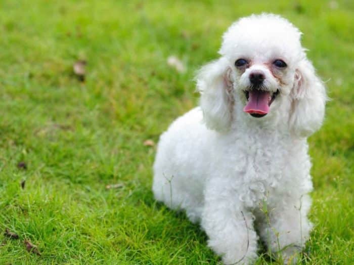 Sejarah Lahirnya Jenis Tiny dan Teacup Poodle Sejarah Lahirnya Jenis Tiny dan Teacup Poodle