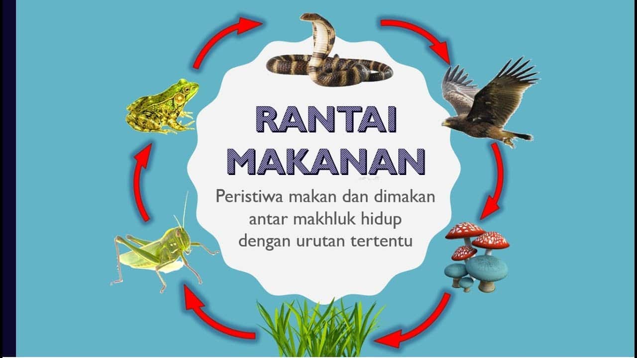 √ Rantai Makanan Pengertian Dan Contohnya Di Berbagai Macam Habitat Guruprajab 2886