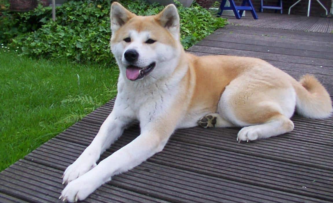 Anjing Akita Inu