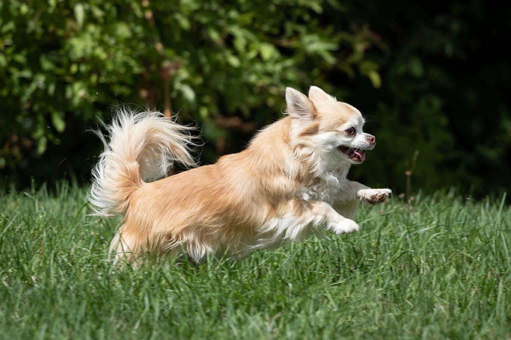 Anjing Chihuahua