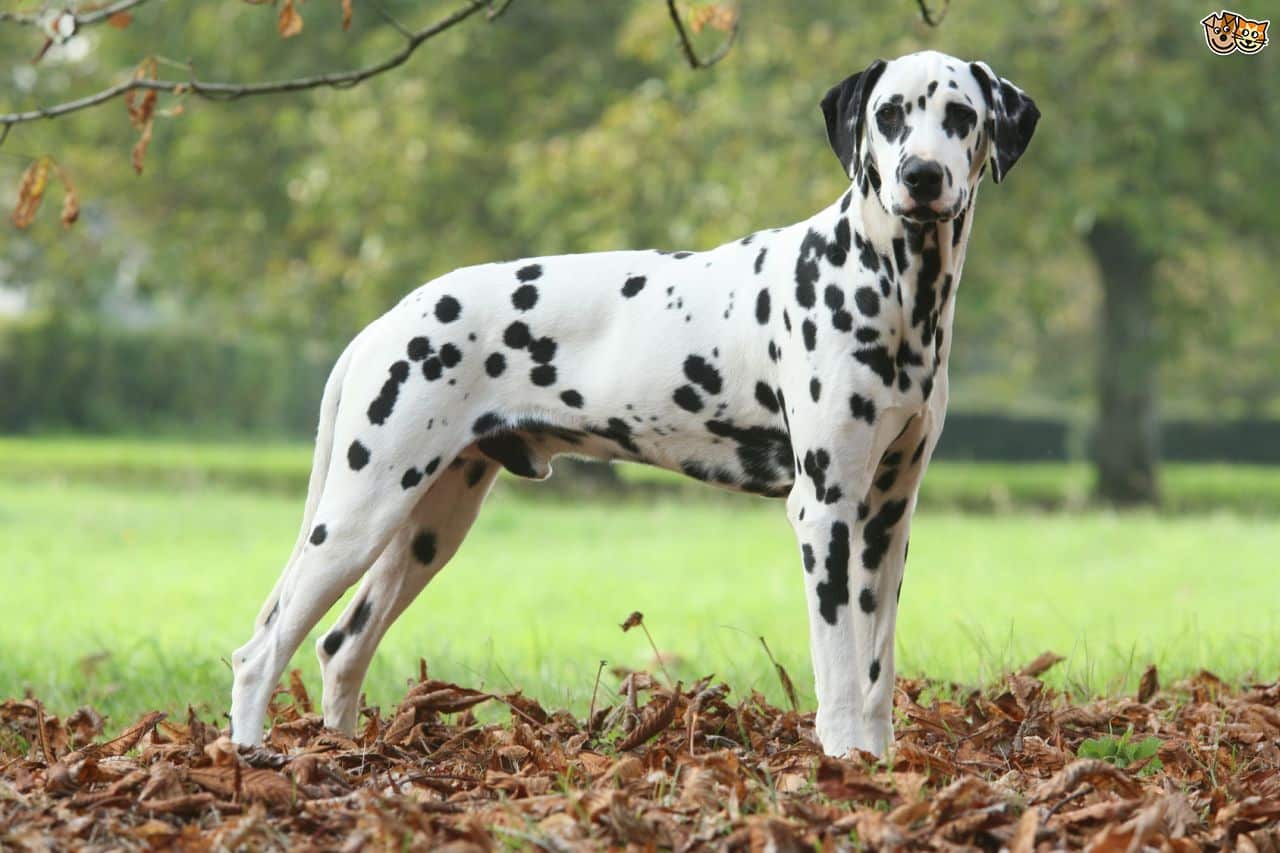 Anjing Dalmatian