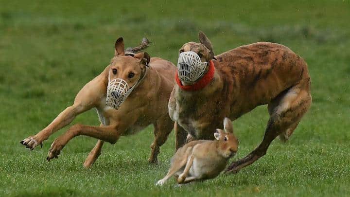 30+ Jenis Anjing Yang Ada Di Dunia Beserta Keistimewaanya