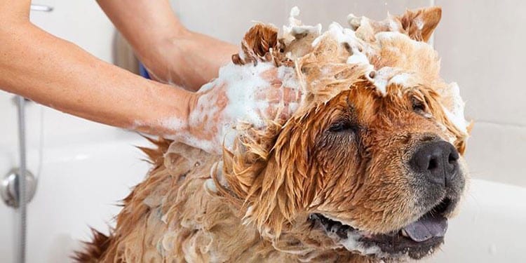 Cara Menghilangkan Bau Kotoran Atau Urin Anjing